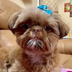 Meet your Posher, Buffy